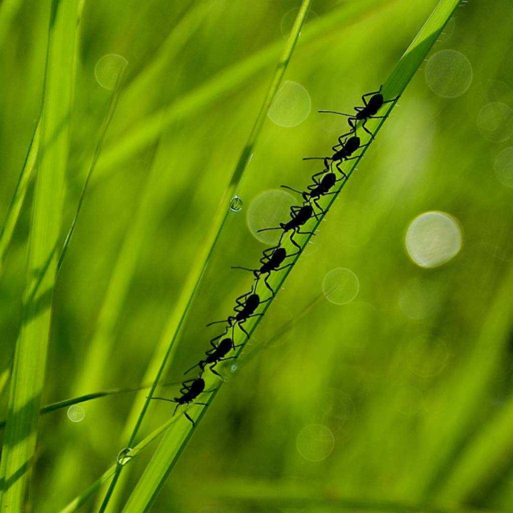 nature-1
